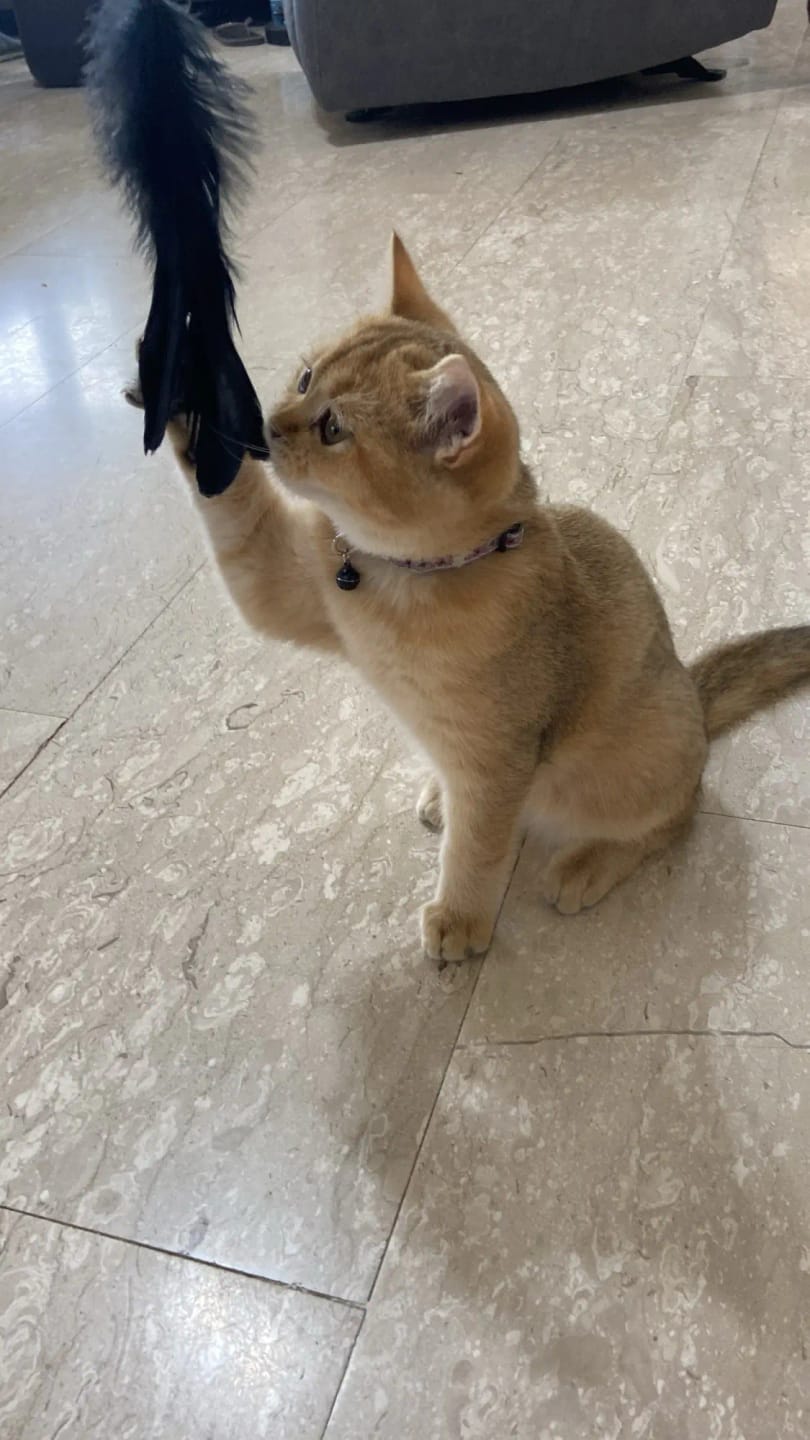 Customer photo review of Simulated Bird Wand Cat Toy