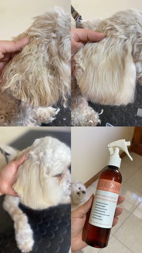 Customer photo review of Spray Acondicionador Sin Enjuague Mascotas Igroom