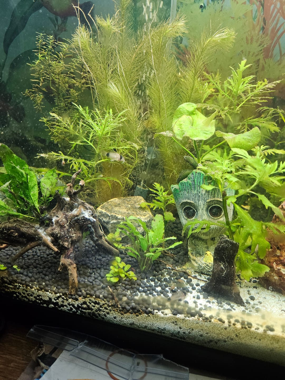 Customer photo review of Panda Cory Catfish