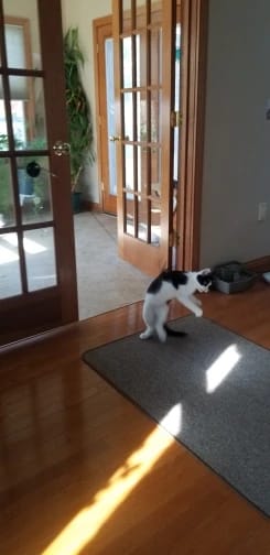Customer photo review of Simulated Bird Wand Cat Toy