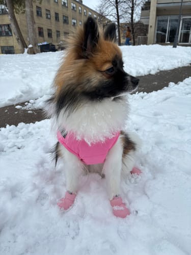 Customer photo review of WagWellies® by wagwear