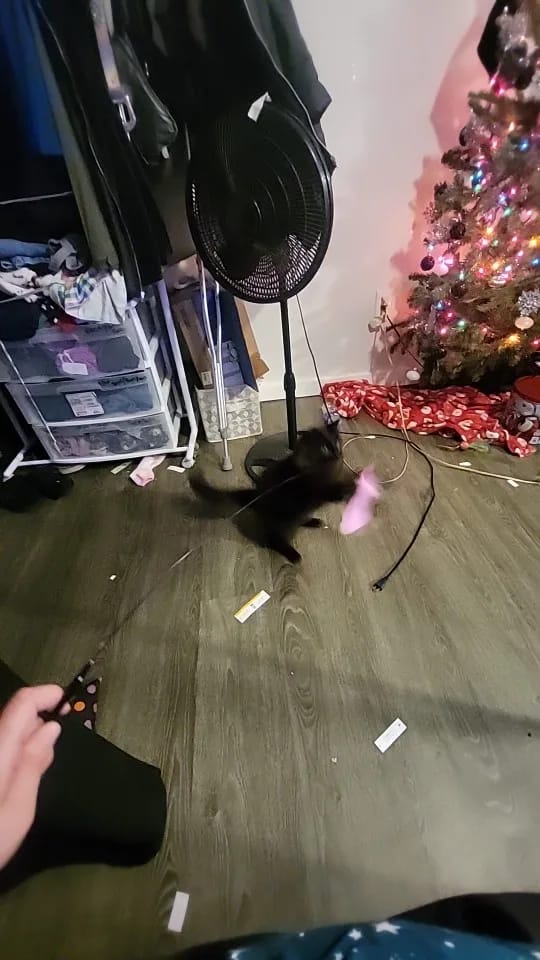 Customer photo review of Simulated Bird Wand Cat Toy