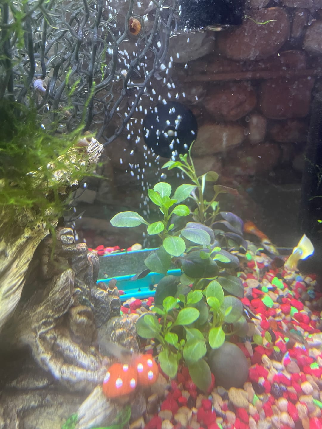 Customer photo review of Cardinal Plant (Lobelia Cardinalis)