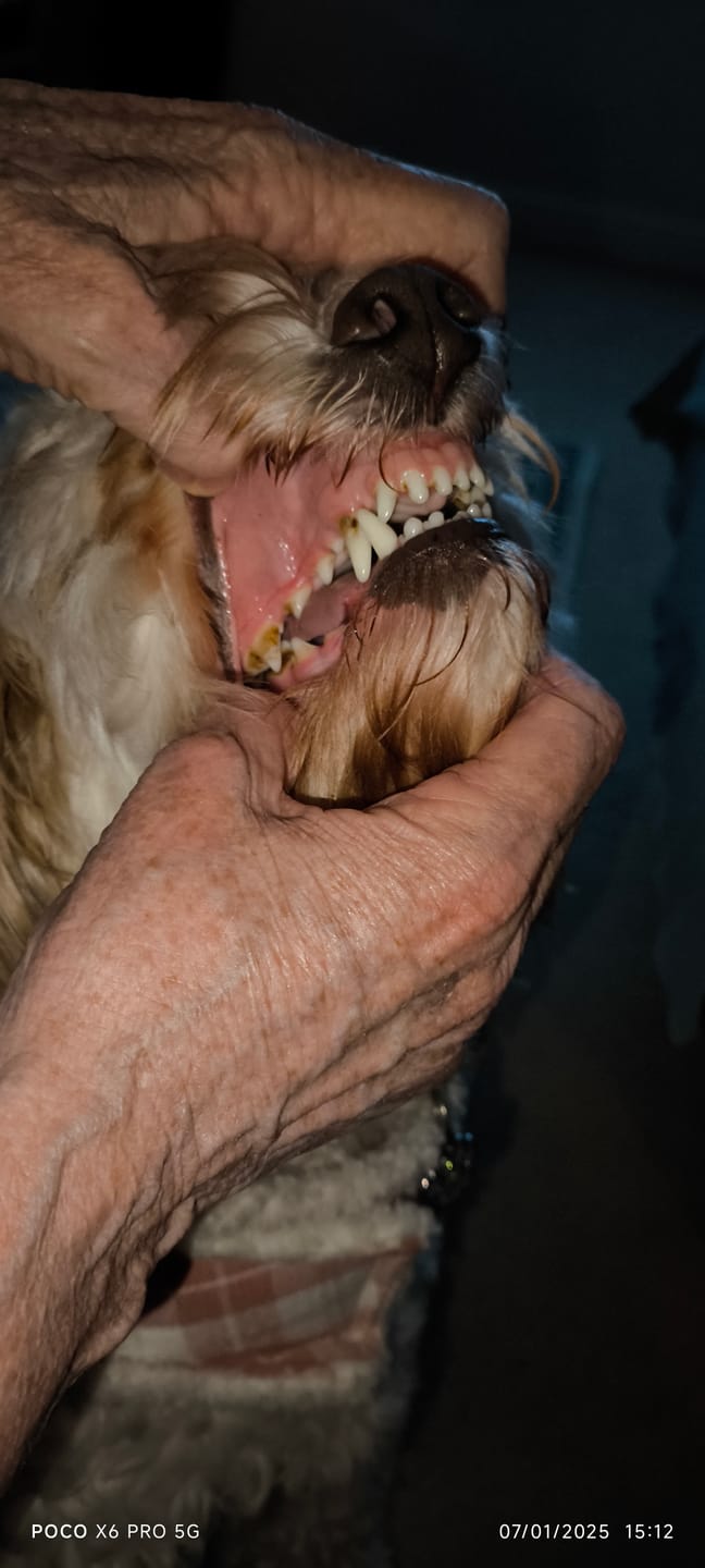 Customer photo review of Total Dental Care Supplement For Dogs