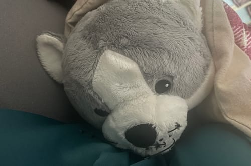 Customer photo review of Lotgenootje Kat 2kg