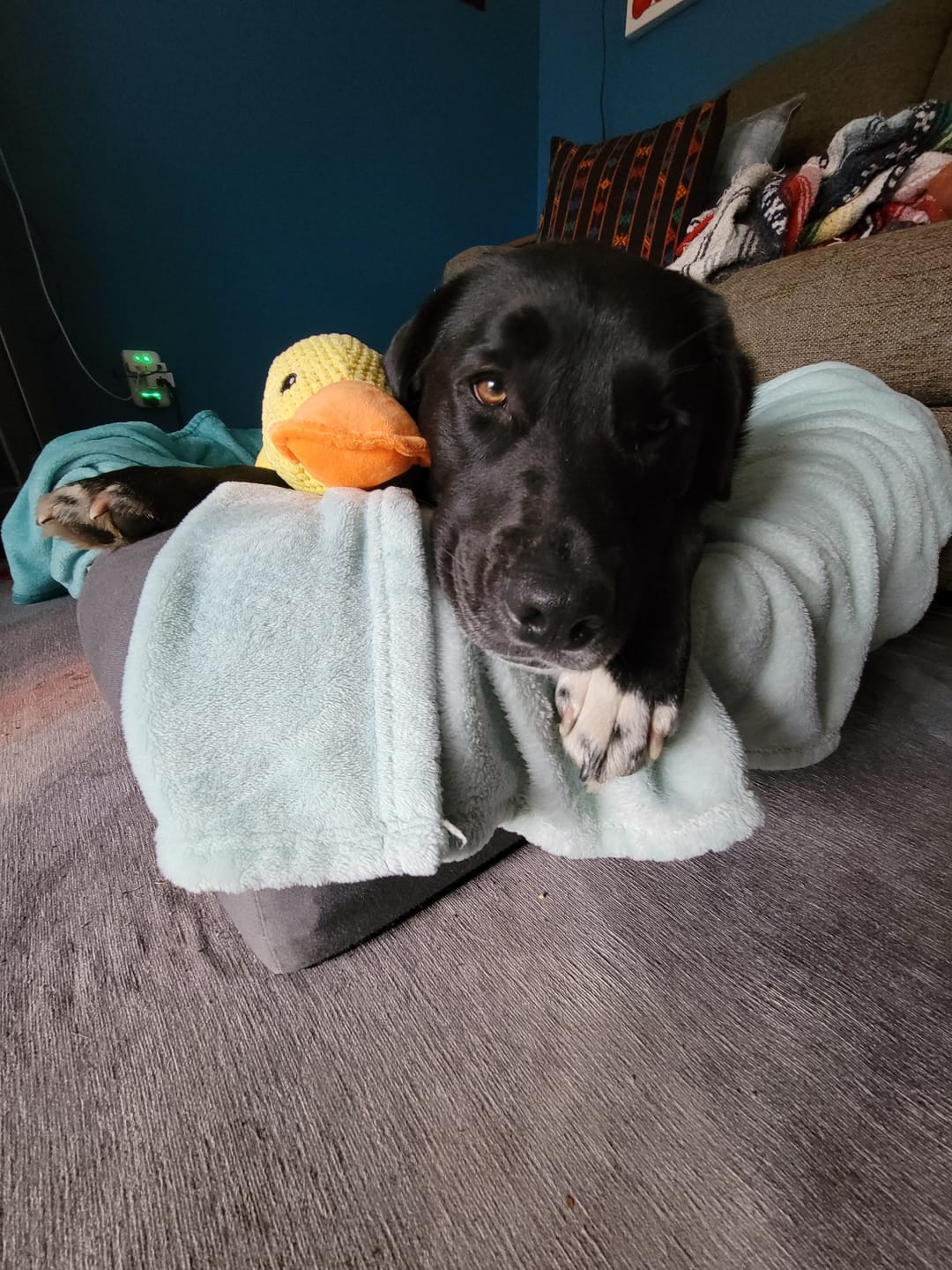Customer photo review of Calming Duck