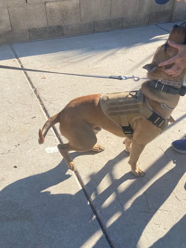 Customer photo review of NEW Upgraded Tactical No-Pull Team K9™ Dog Harness with 4 Quick-Release Metal Buckles, Reinforced Front & Back D-Rings, Hook & Loop Panels, Adjustable Straps, Reflective Strips, & Top Handle