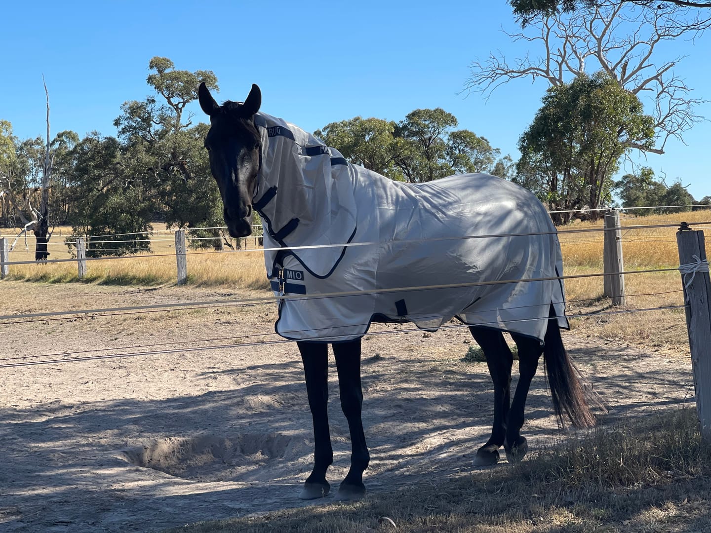 Customer photo review of Mio Fly Rug