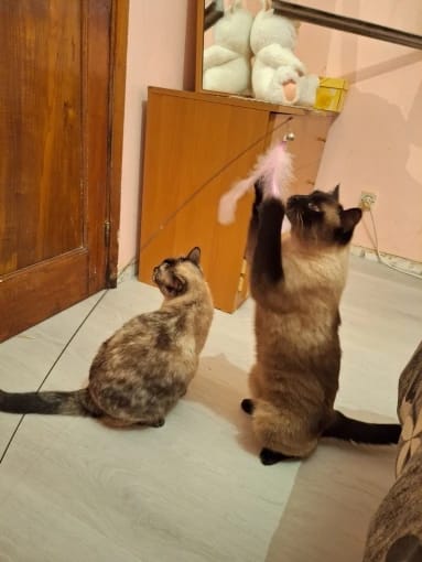 Customer photo review of Simulated Bird Wand Cat Toy