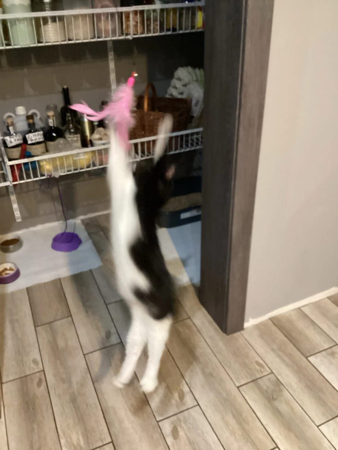 Customer photo review of Simulated Bird Wand Cat Toy