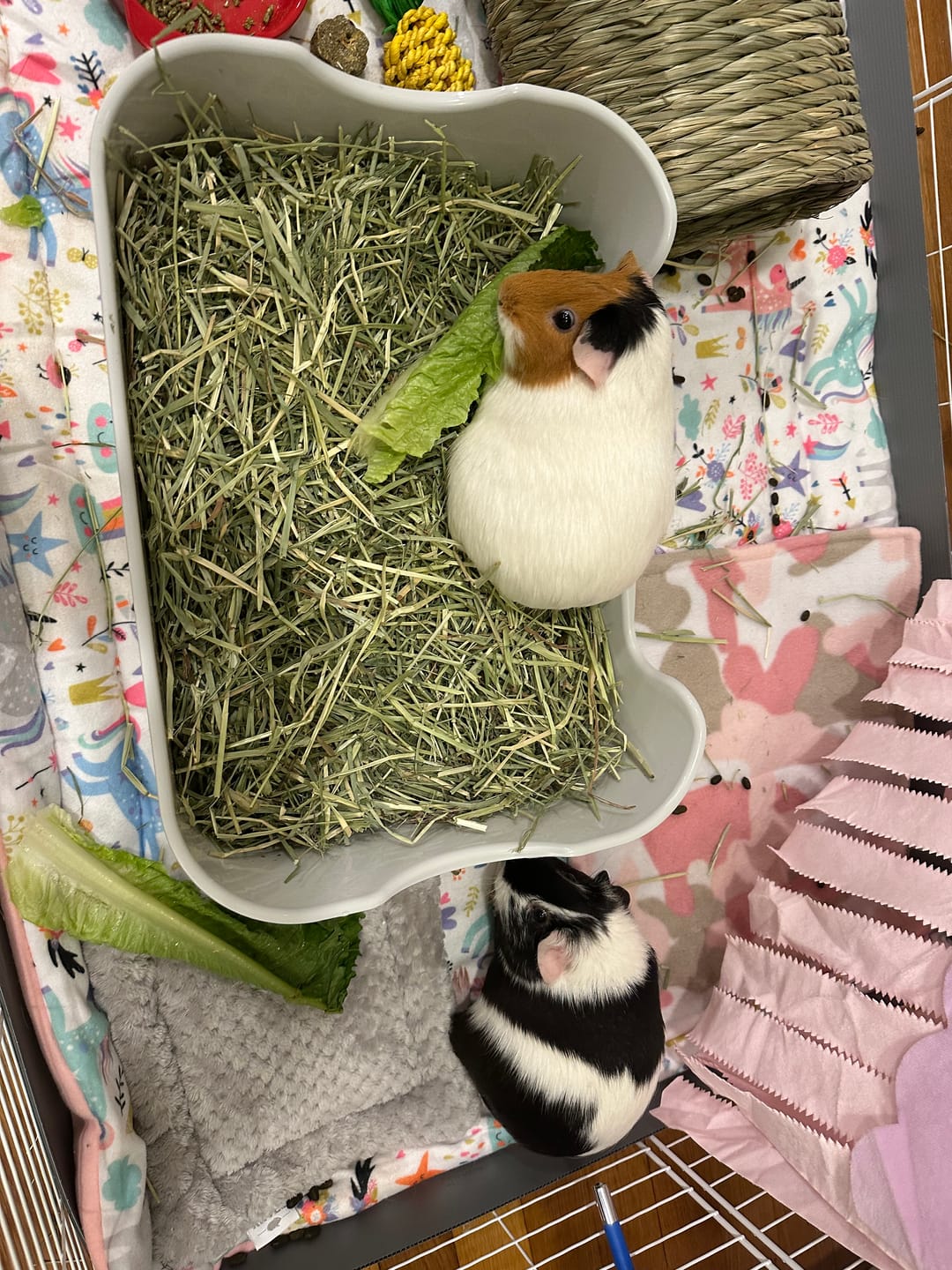 Customer photo review of The Super Pooper for Every Floofer | Litter Tray for Guinea Pigs and Rabbits