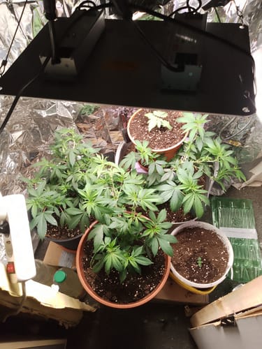 Customer photo review of Hanfstecklinge | Blackberry Moonrock