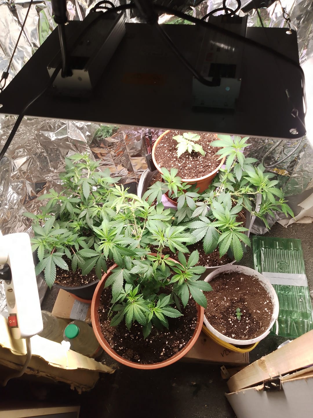Customer photo review of Hanfstecklinge | Blackberry Moonrock