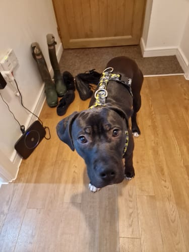 Donna S. review of Training Anti Pull TRI-Harness® | M-XL Breeds - Lightning image 1 out of 2