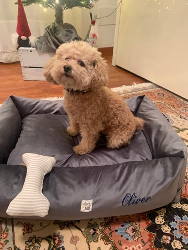 Customer photo review of Divanetto Velluto Grigio Scuro