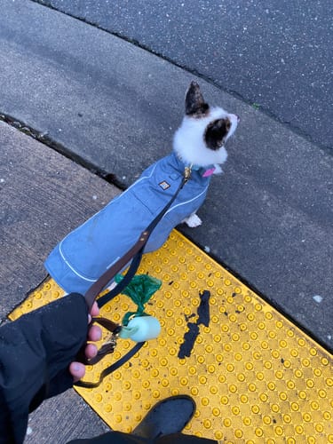 Customer photo review of Biothane Traffic Handle Dog Leash