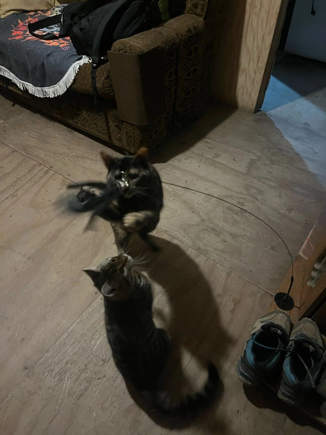 Customer photo review of Simulated Bird Wand Cat Toy