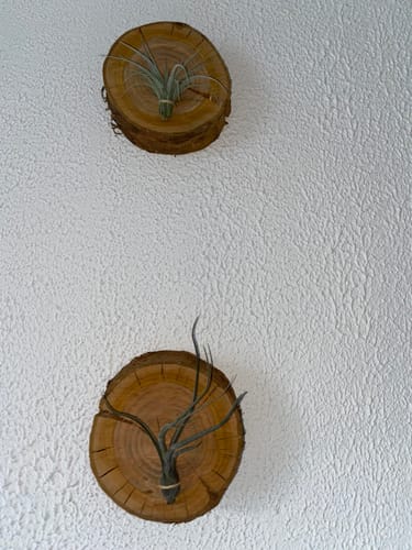 Customer photo review of Tillandsia baileyi