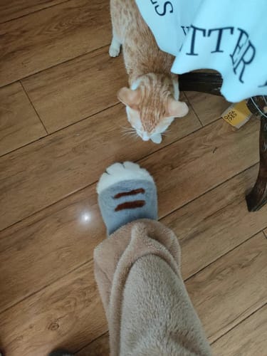 Customer photo review of Cat Paw Slippers