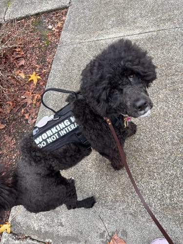 Customer photo review of Espresso - Classic Biothane Dog Leash