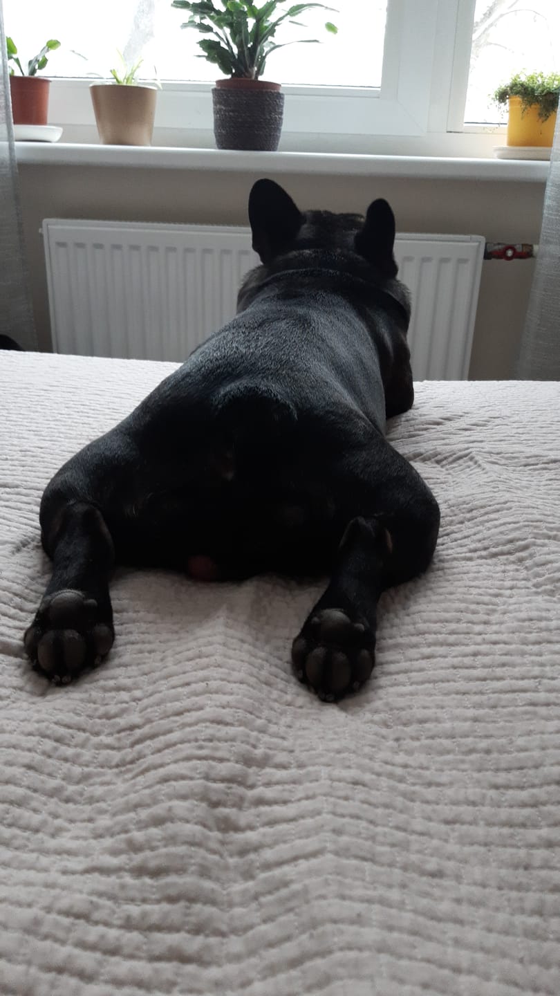 Customer photo review of Hypoallergenic ActiWet konservi suņiem ar zivi