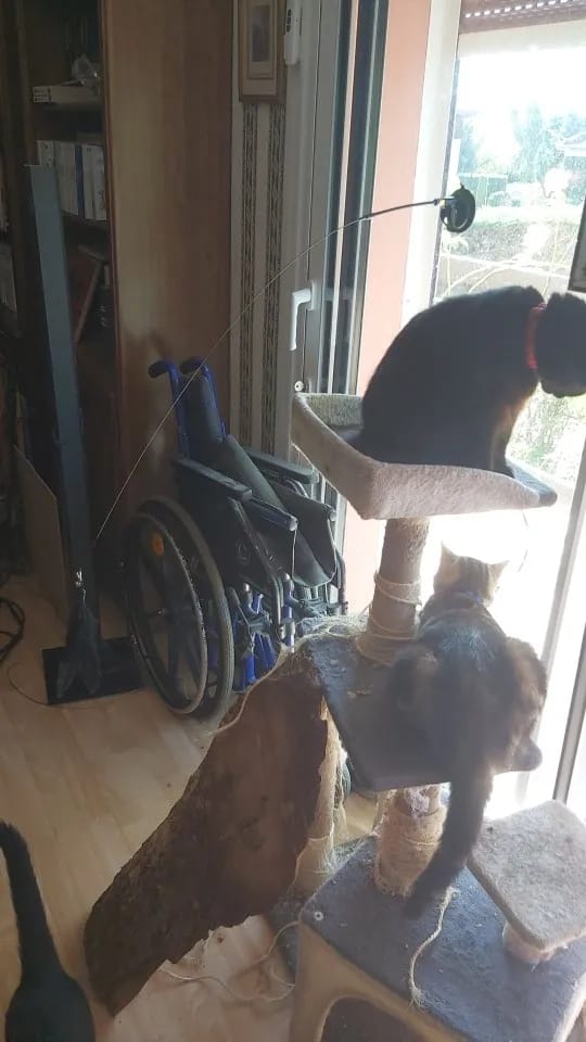 Customer photo review of Simulated Bird Wand Cat Toy