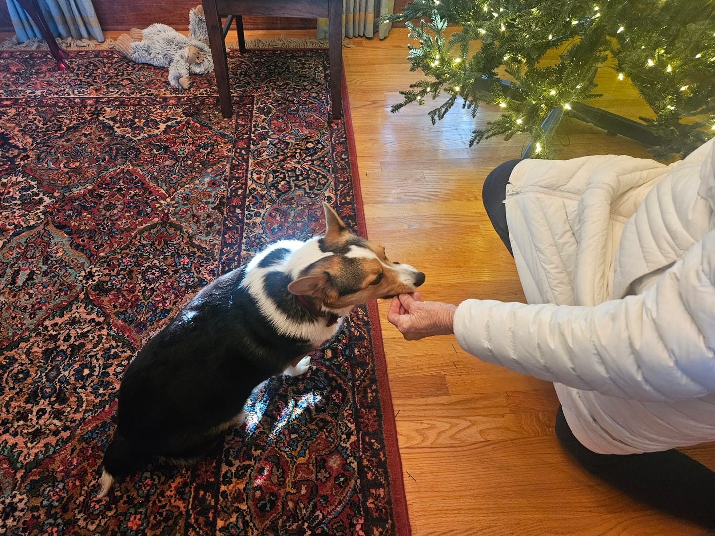 Customer photo review of Moo Moo Beef Jerky Dog Treat