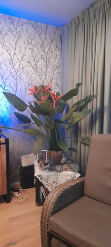 Customer photo review of Strelitzia Kunstplant 120cm met bloem