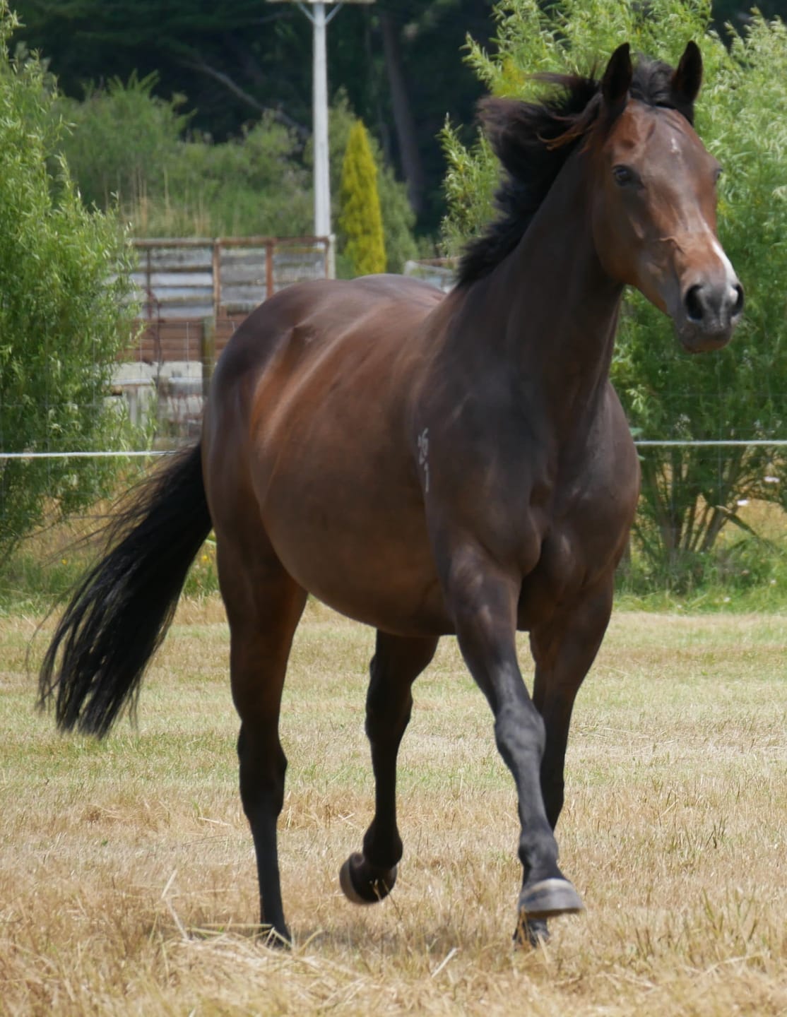 Customer photo review of Digestive VM - Equine Minerals & Vitamins