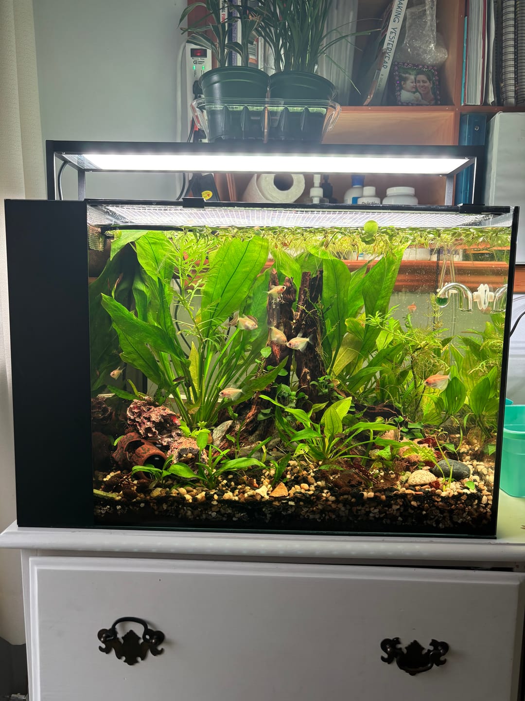 Customer photo review of Chihiros WRGB II Slim LED Light
