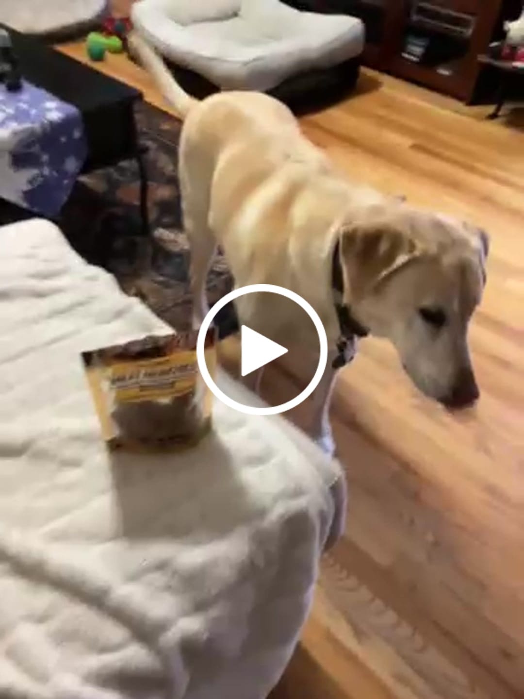Customer video review of Freeze-Dried Beef Liver Dog Treats | Single Ingredient | Petsmont Hearty Bites