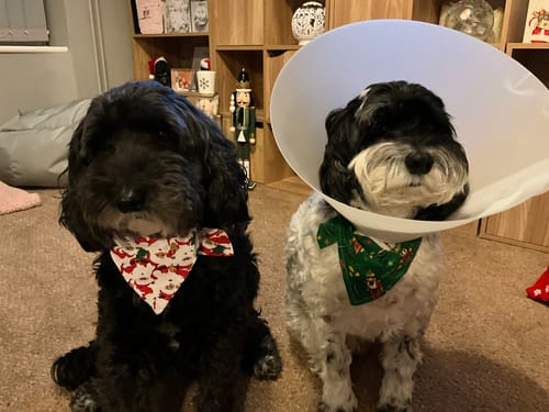 Customer photo review of Symply Adult Light / Senior Dog Food