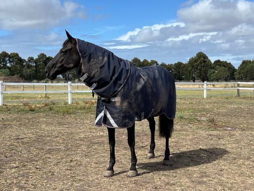 Customer photo review of Rambo Supreme Turnout 0g Lite