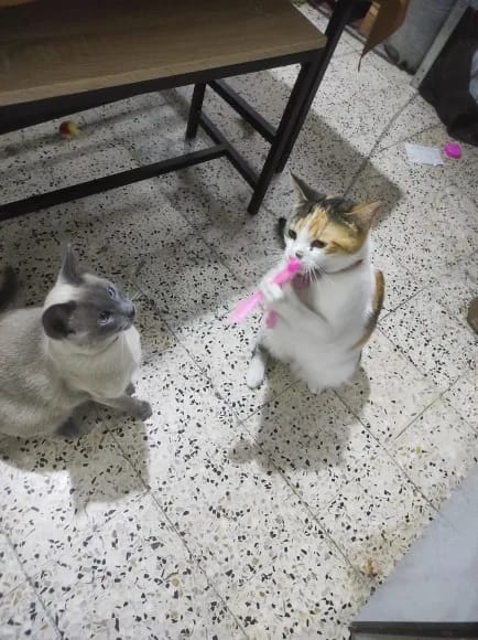 Customer photo review of Simulated Bird Wand Cat Toy