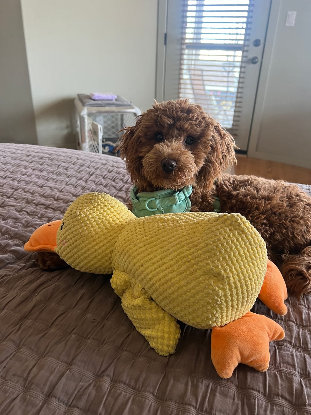 Customer photo review of Calming Duck