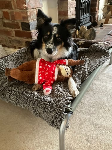 Annette Margaret B. review of HiK9 Bed with Olive Canvas Cover image 1 out of 1