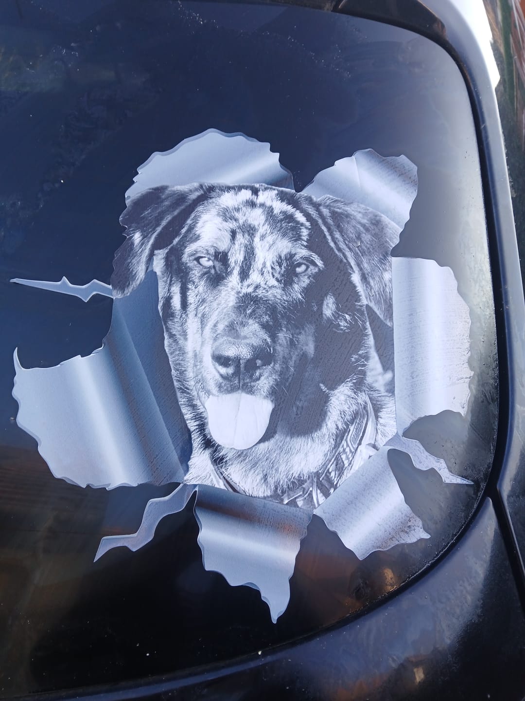 Customer photo review of Photo animal curieux - Autocollant pour voiture personnalisé