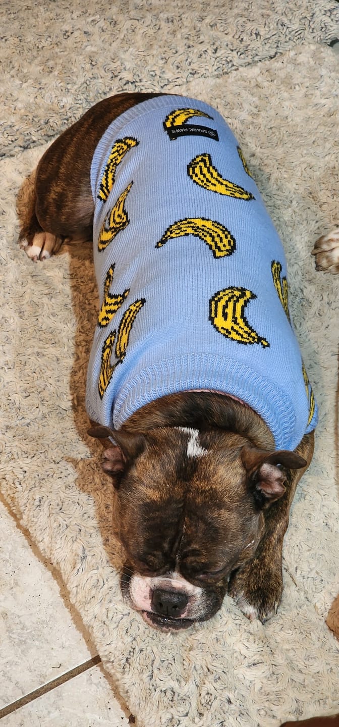 Customer photo review of Banana Knit Dog Sweater