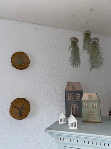 Customer photo review of Tillandsien Qualle - 3er Bundle