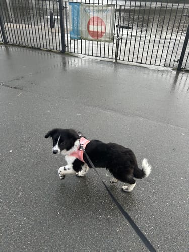 Paula O. review of Boomerang Harness - XS-M Breeds - Pink image 1 out of 1