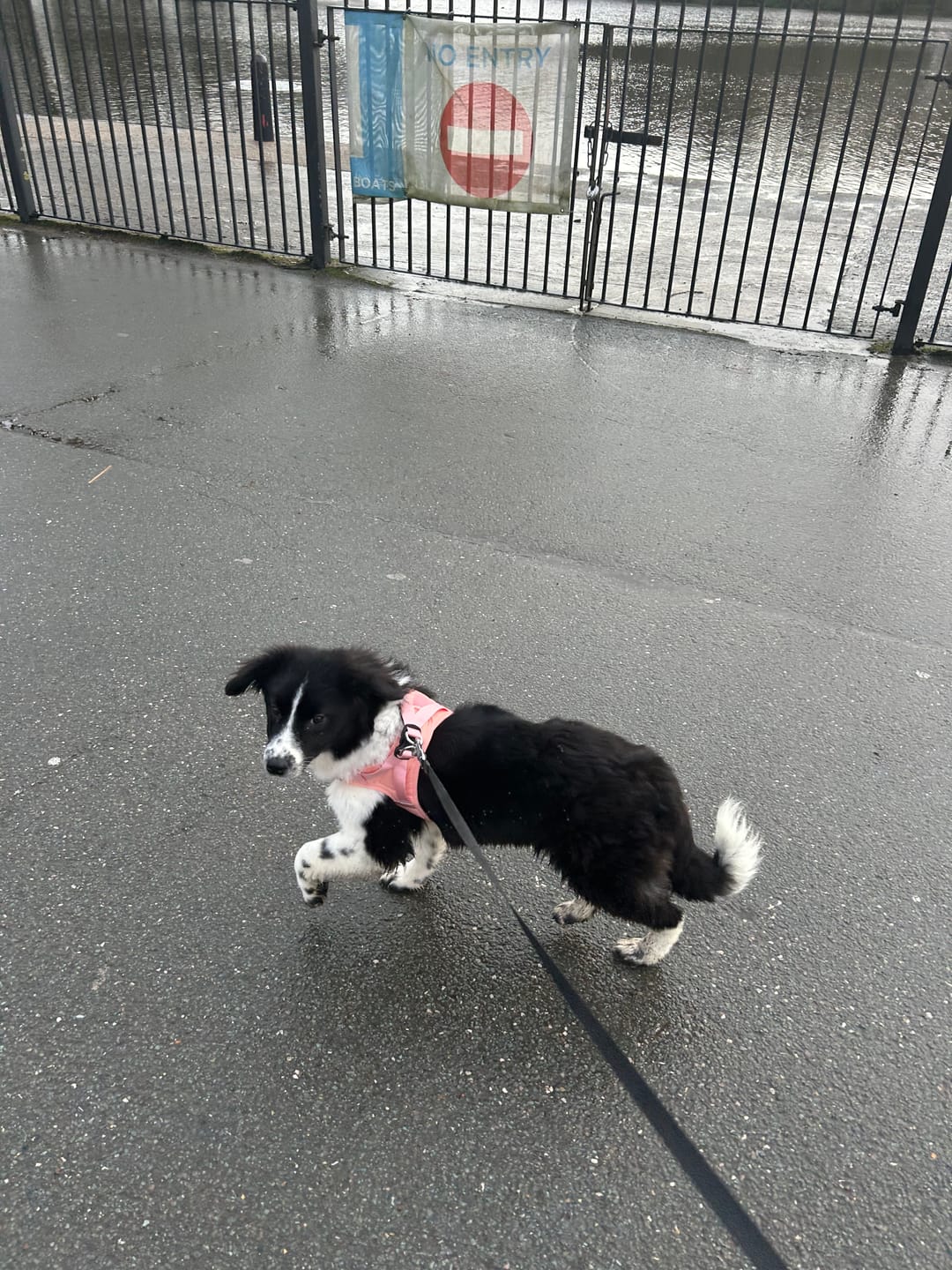 Customer photo review of Boomerang Harness - XS-M Breeds - Pink