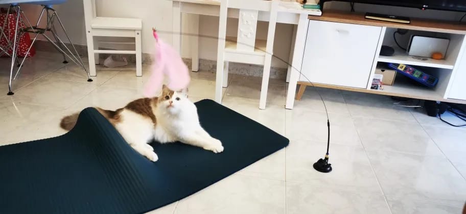 Customer photo review of Simulated Bird Wand Cat Toy