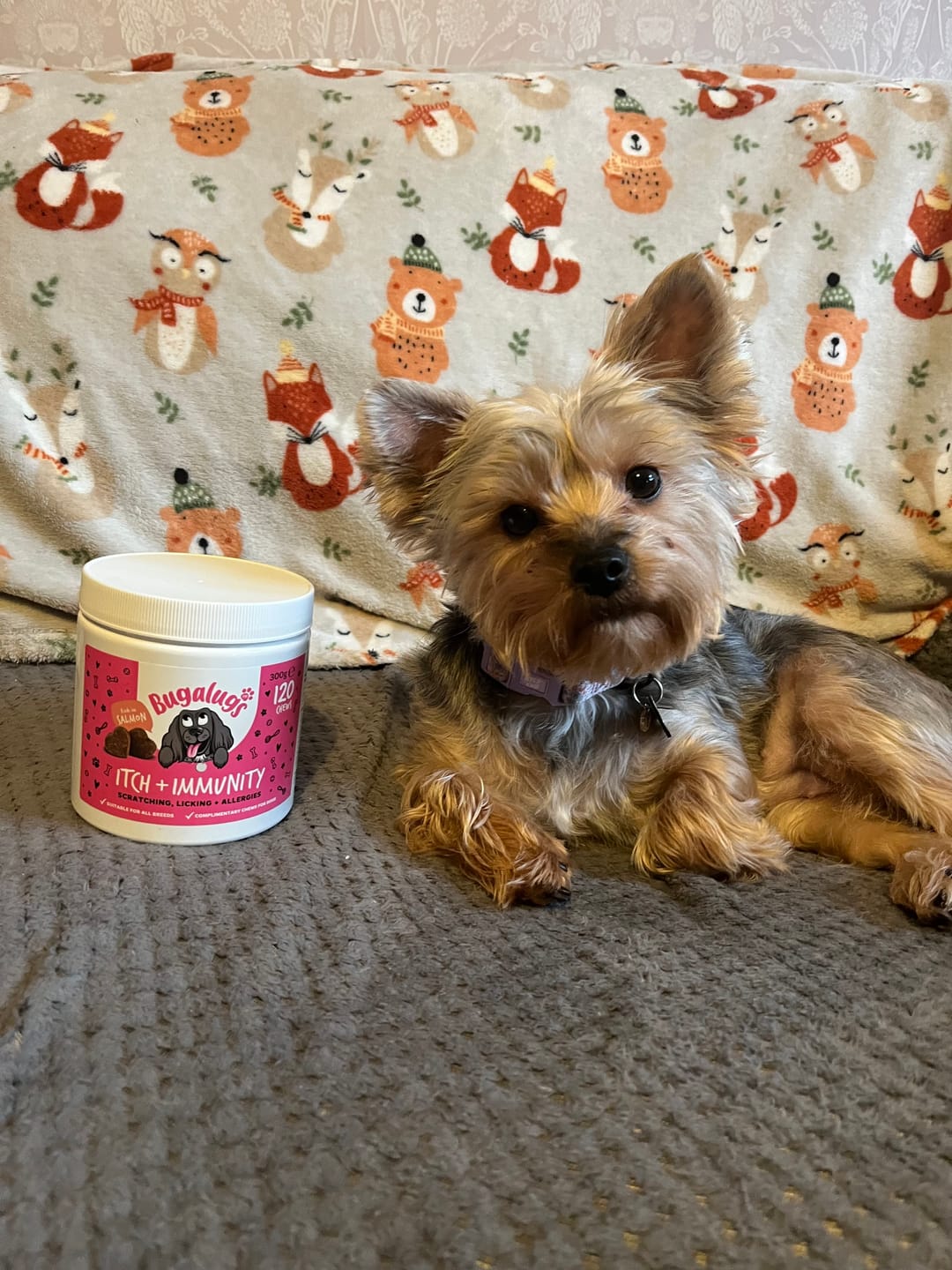 Customer photo review of Itch + Immunity Supplement Chews for Dogs