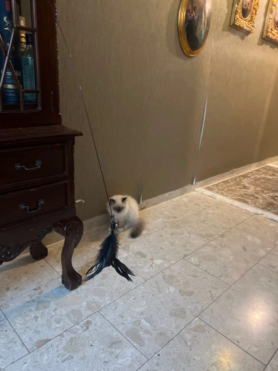 Customer photo review of Simulated Bird Wand Cat Toy