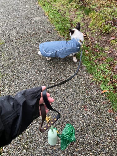 Customer photo review of Biothane Traffic Handle Dog Leash