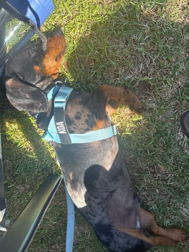 Customer photo review of Dog Harness