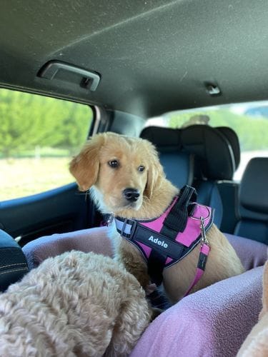 Customer photo review of Furryking™ Ultimate Personalized No Pull Dog Harness