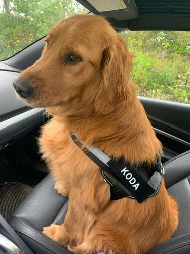Customer photo review of Furryking™ Ultimate Personalized No Pull Dog Harness