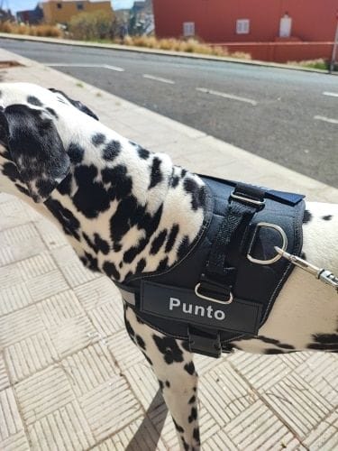 Customer photo review of Furryking™ Ultimate Personalized No Pull Dog Harness