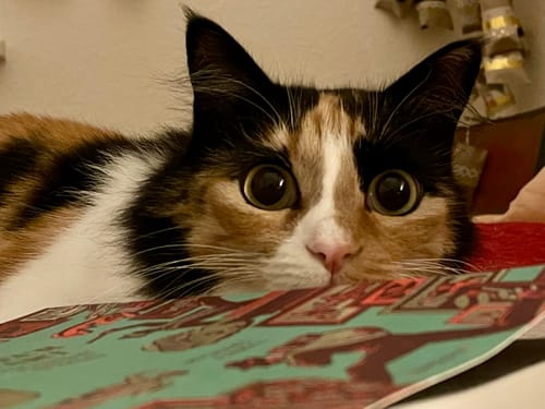 Avis photo d'un client sur Pâtée de Noël Chat Sans Céréales - Dinde